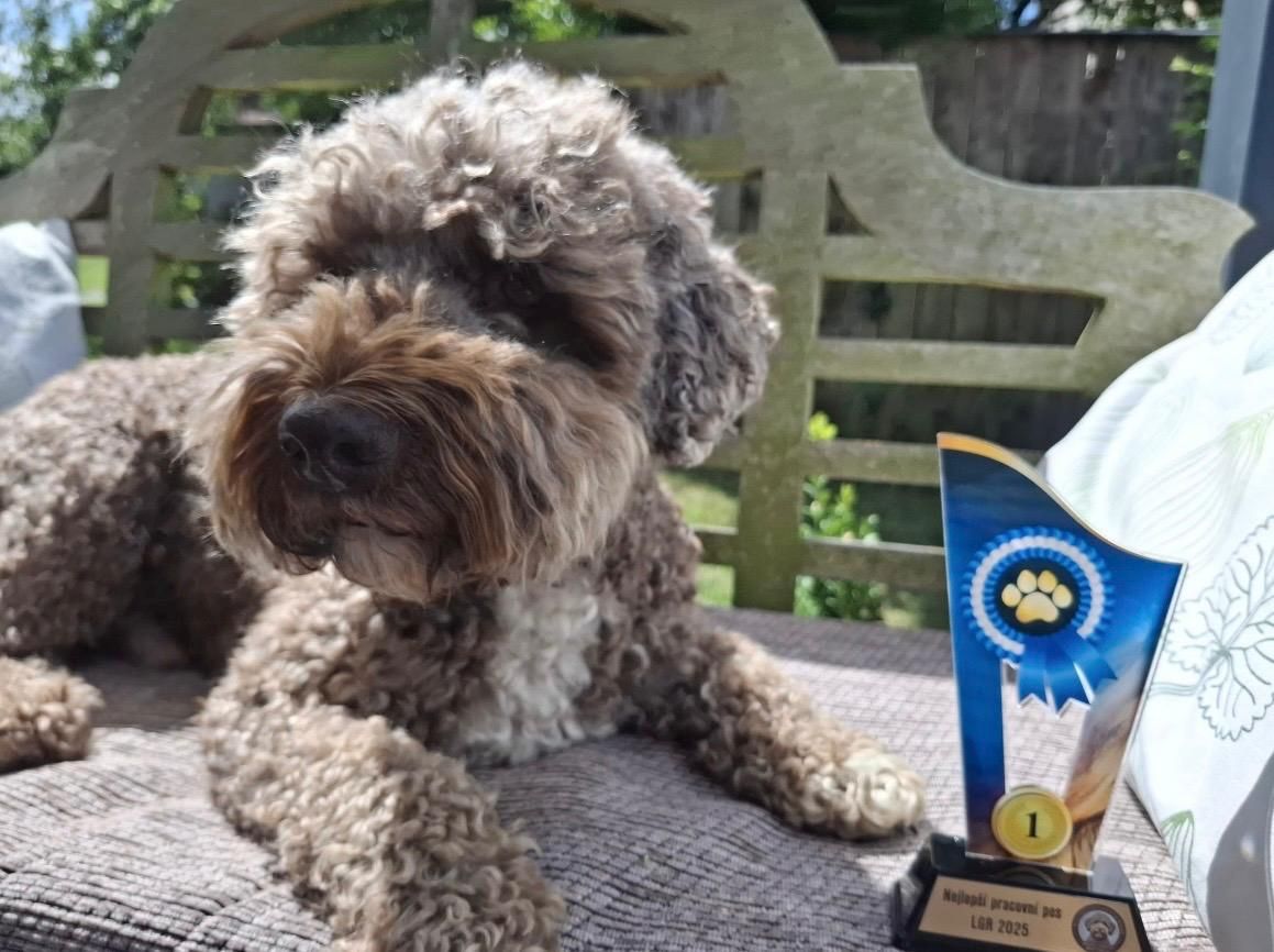 🐾 Lagotto Romagnolo – letzter Rüde mit FCI-Ahnentafel aus hervorragender Arbeitsverpaarung