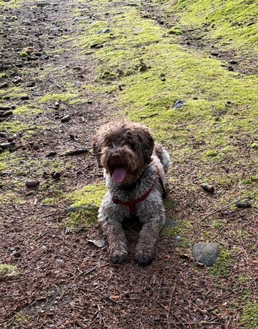 🐾 Lagotto Romagnolo – letzter Rüde mit FCI-Ahnentafel aus hervorragender Arbeitsverpaarung