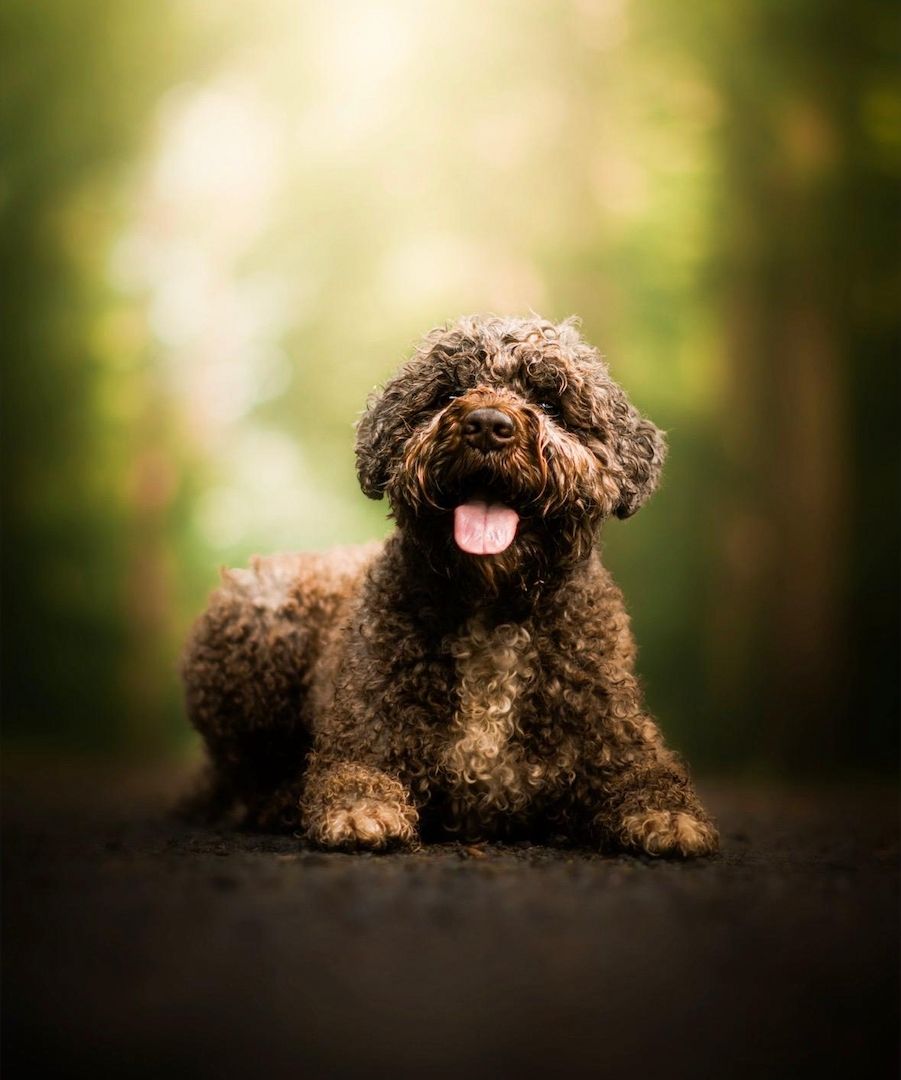 🐾 Lagotto Romagnolo – letzter Rüde mit FCI-Ahnentafel aus hervorragender Arbeitsverpaarung
