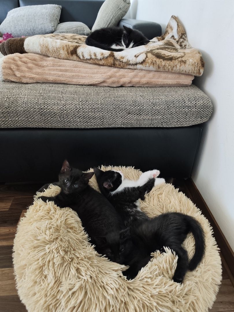 Babykatze Sucht neue Haus