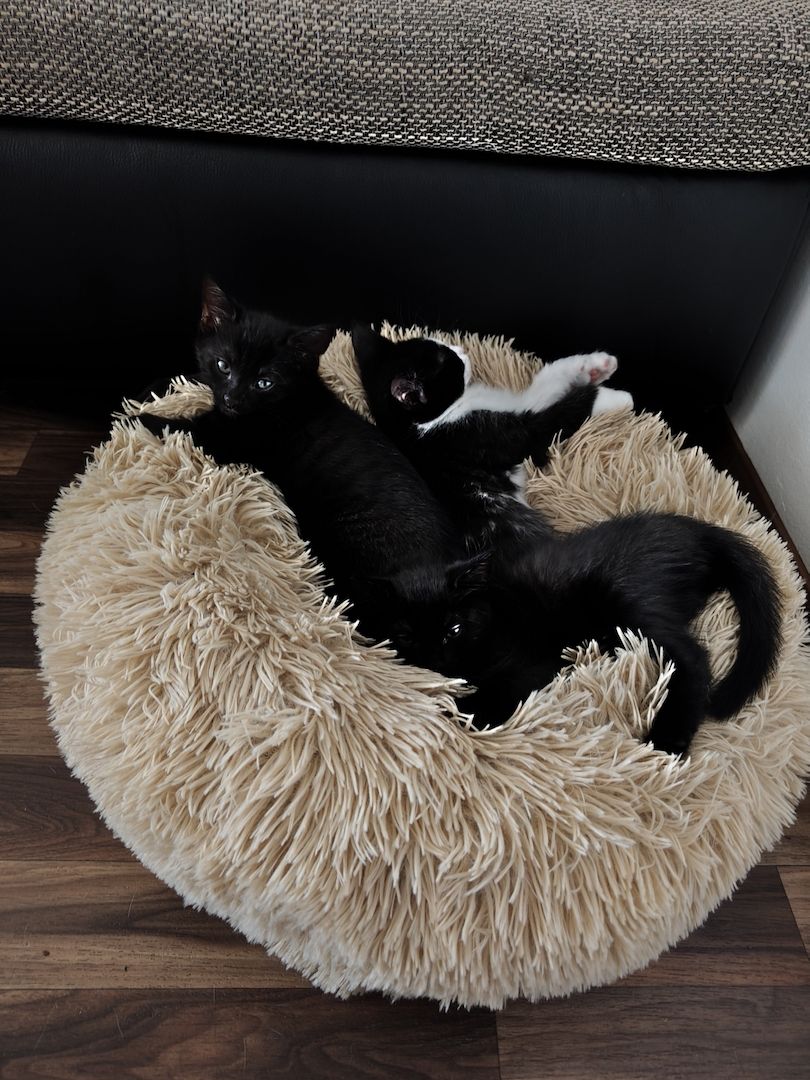 Babykatze Sucht neue Haus