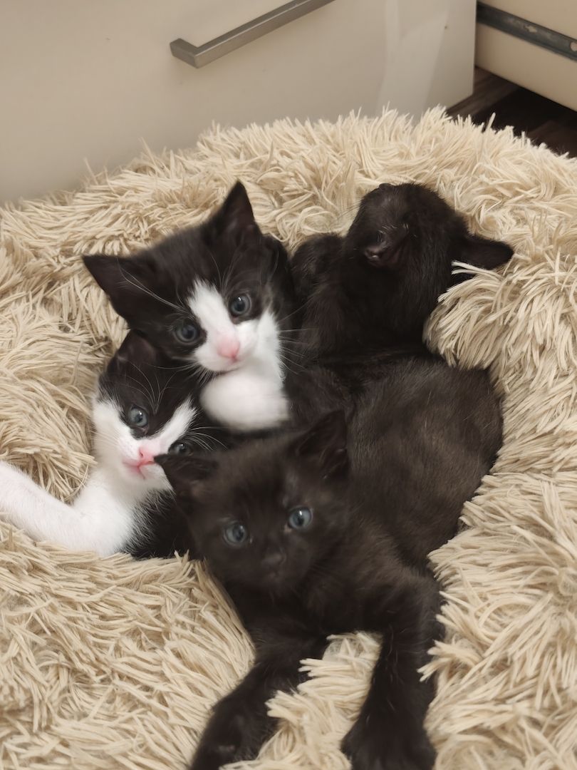 Babykatze Sucht neue Haus