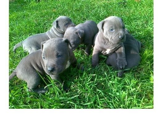 Liebliche Pitbull-Welpen suchen ein gutes Zuhause