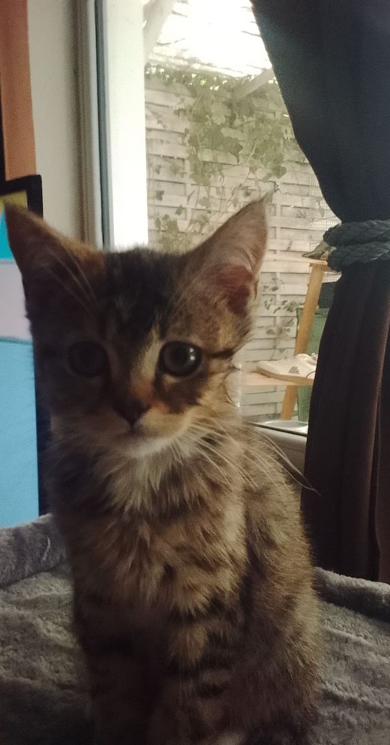 Kitten zu verkaufen
