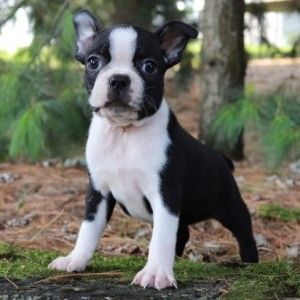 Boston-Terrier-Welpen. WhatsApp: +44 7469 456352