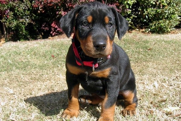 Dobermann-Welpen. WhatsApp: +44 7469 456352