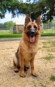 Alter Deutscher Schäferhund. WhatsApp: +44 7469 456352