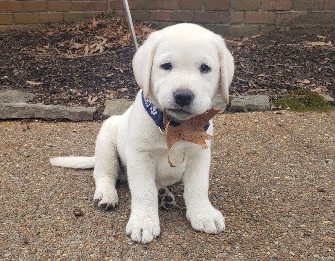 Labrador welpen. WhatsApp: +44 7469 456352
