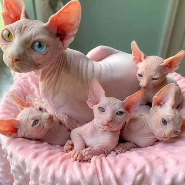 Sphynx-Kätzchen (männlich und weiblich)