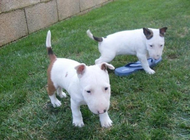 Mini Bull Terrier welpen m w