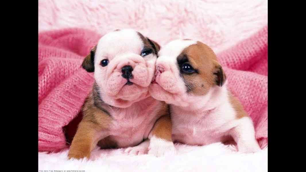 Old English Bulldog Welpen suchen ein Zuhause