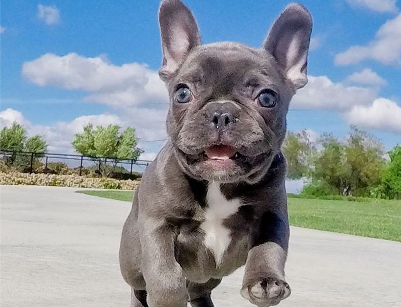 Französische Bulldoggen welpen. WhatsApp: +44 7469 456352