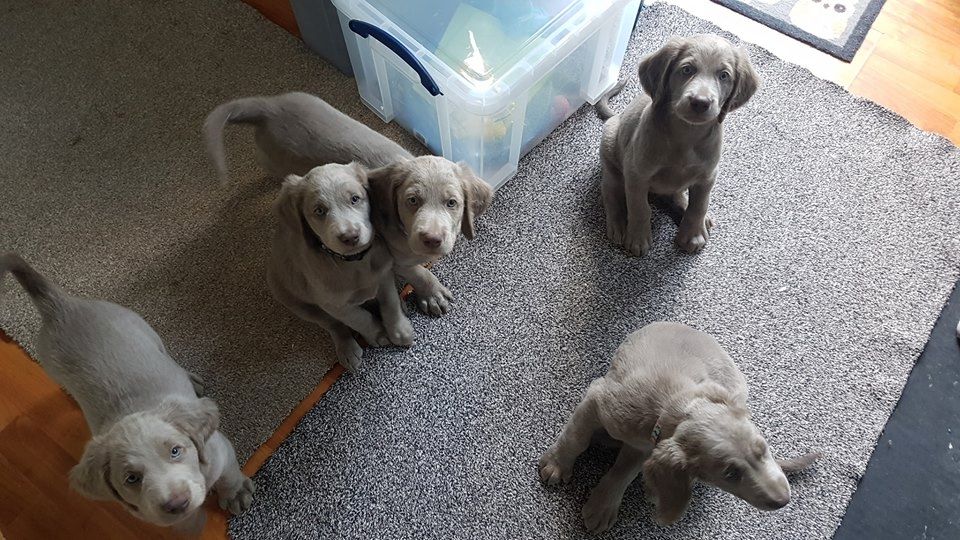 Weimaraner-Welpen. WhatsApp: +44 7469 456352
