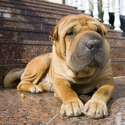 Shar-Pei-Welpen. WhatsApp: +44 7469 456352