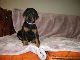 Dobermann-Welpen. WhatsApp: +44 7469 456352