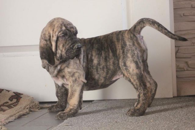 Fila Brasileiro-Welpen. WhatsApp: +44 7469 456352