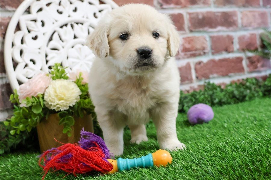 Golden Retriever Welpen. WhatsApp: +44 7469 456352