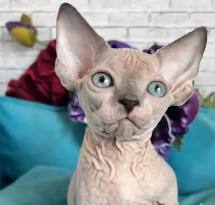 Kanadischer Sphynx-Kater (Blue Pointed Bicolour).