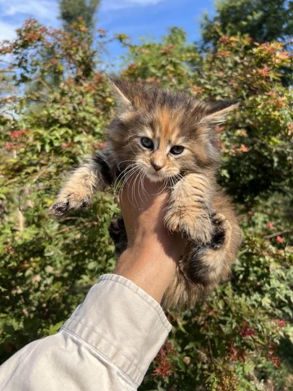 Maine-Coon-Kätzchen ab sofort abgabebereit