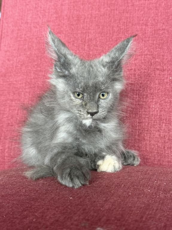 Maine-Coon-Kätzchen