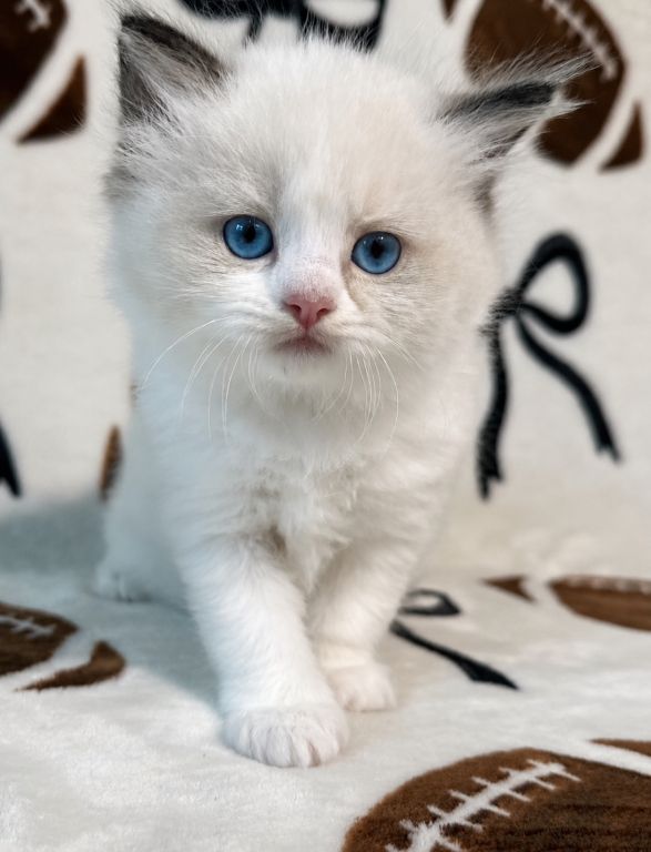 Ragdoll-Kätzchen zu verkaufen