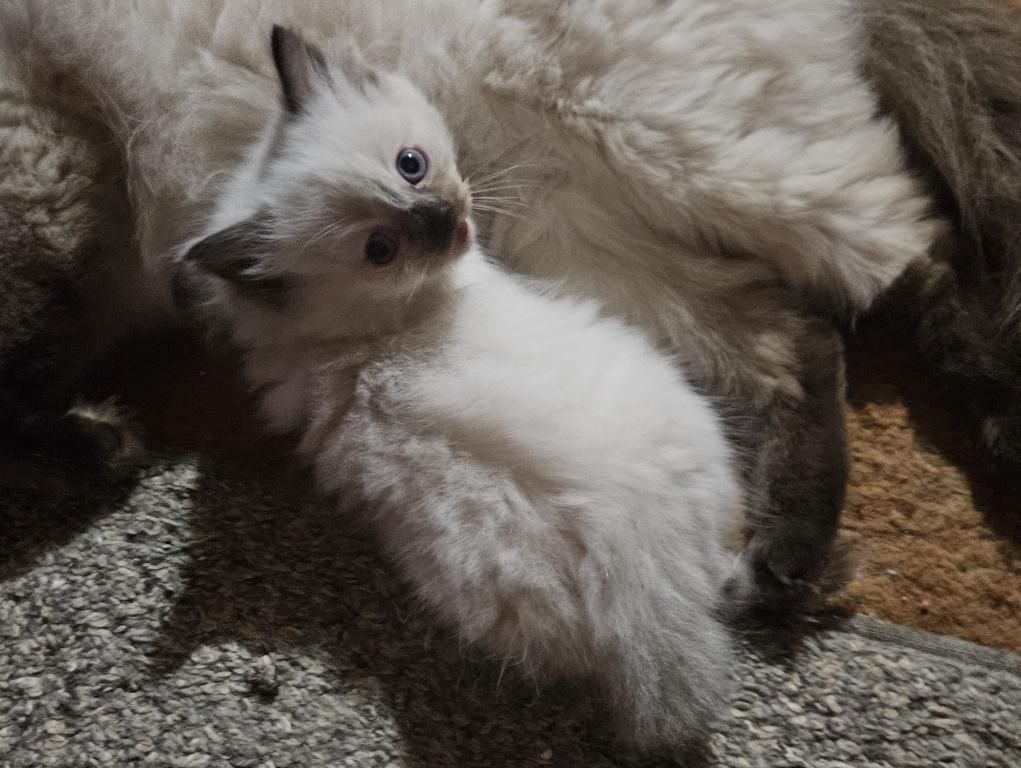 Männliche und weibliche Ragdoll-Kätzchen zu verkaufen