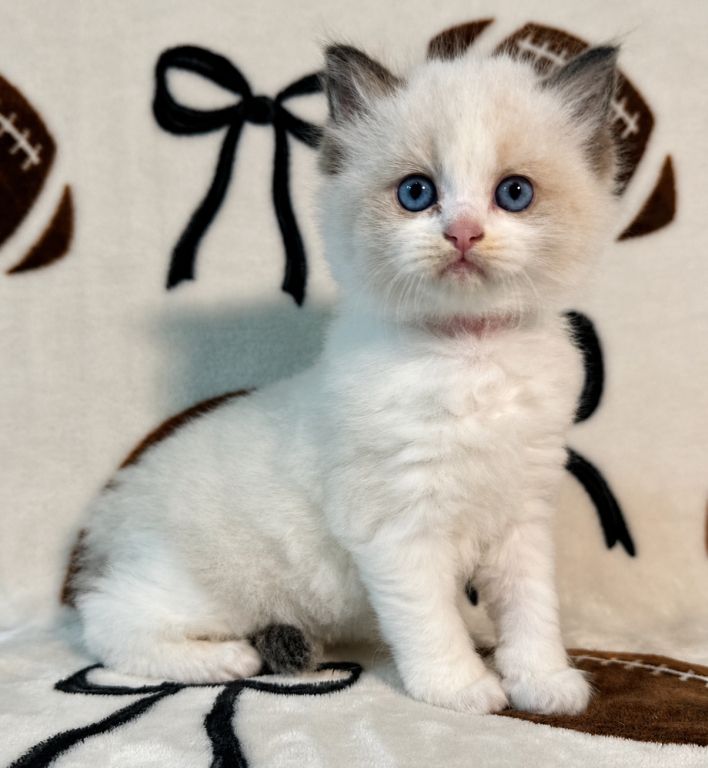 Ragdoll-Kätzchen zu verkaufen