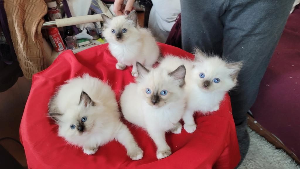 Ragdoll-Kätzchen zu verkaufen