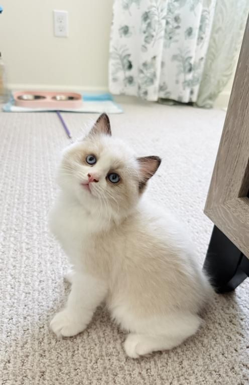 Ragdoll-Kätzchen zu verkaufen