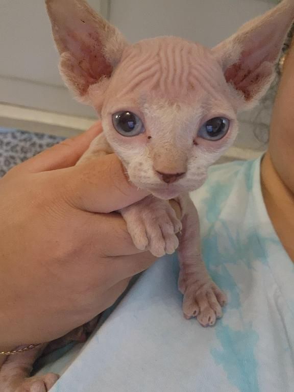 Sphynx-Kätzchen.