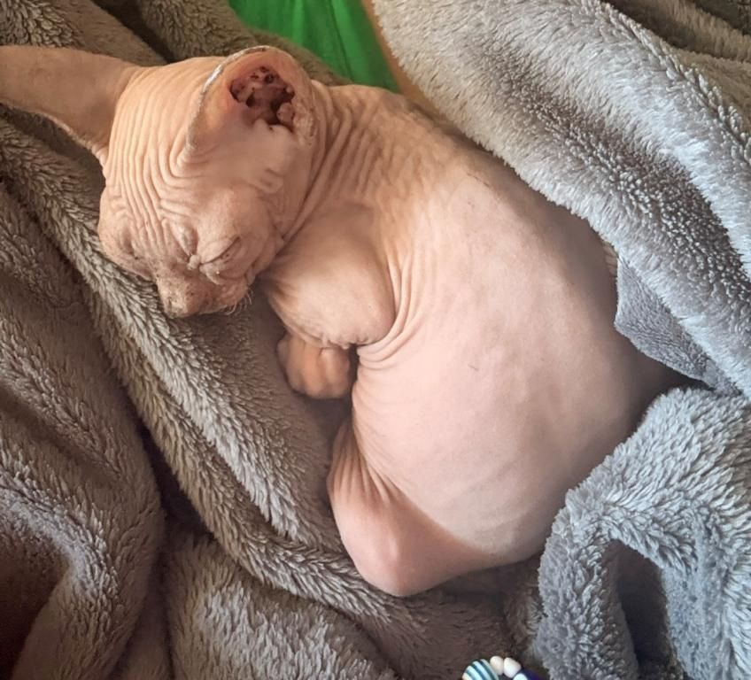 Sphynx-Kätzchen (Kanadische Rasse)