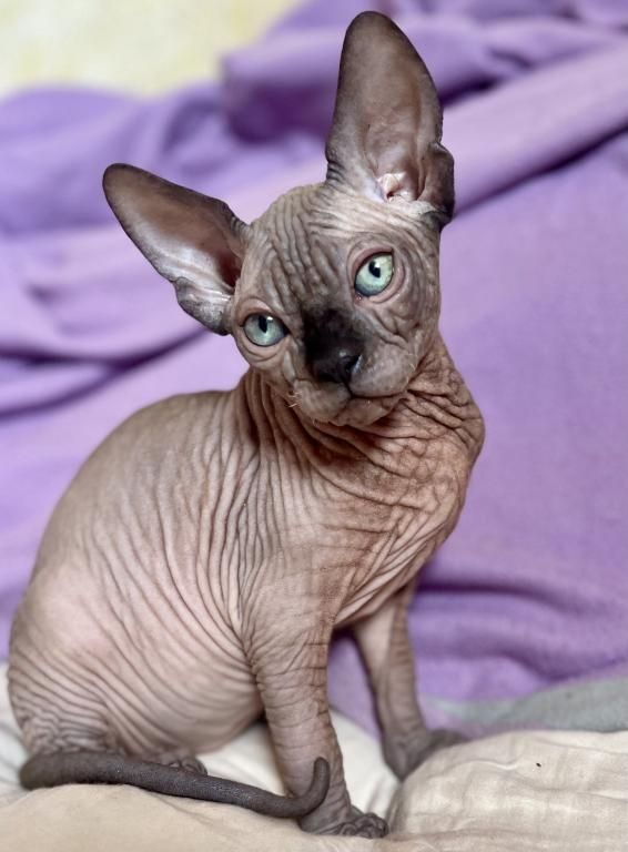 Sphynx-Kätzchen