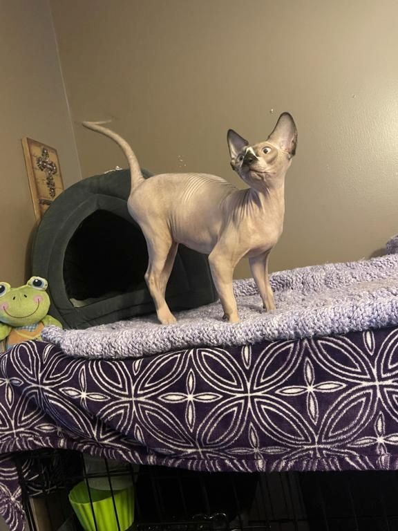 Sphynx-Kätzchen anbieten zu können