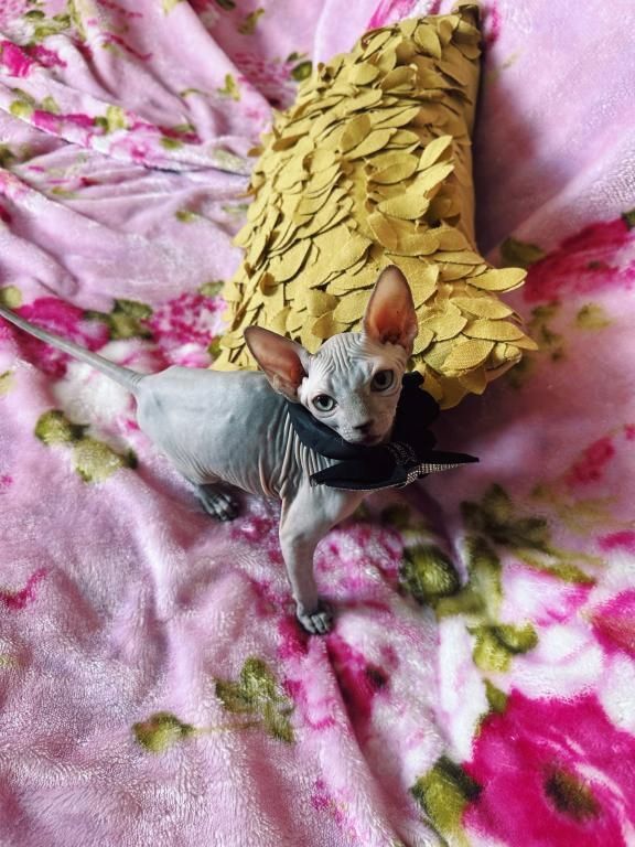 Sphynx-Kätzchen zu verkaufen