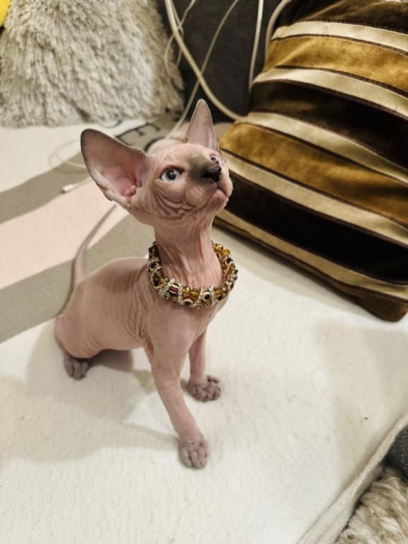 Sphynx-Kätzchen