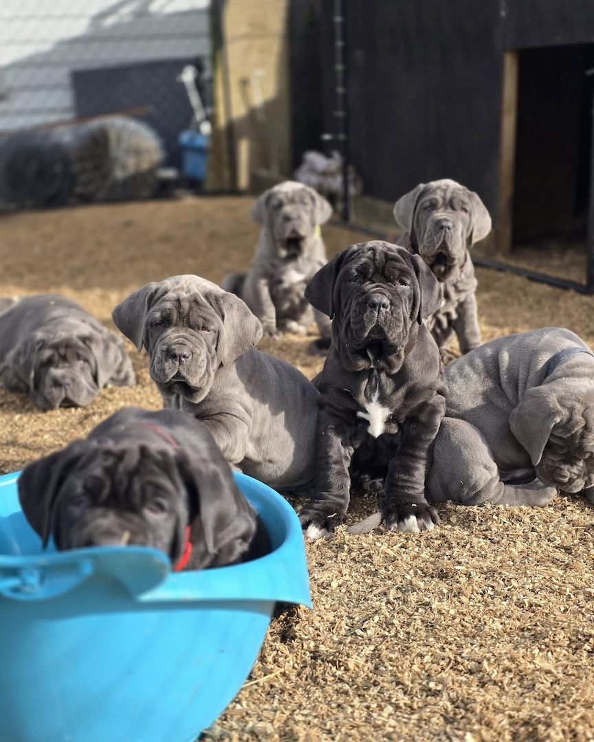 Neapolitanischen Mastiff-Welpen