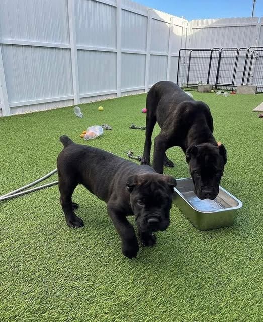 Cane-Corso-Welpen