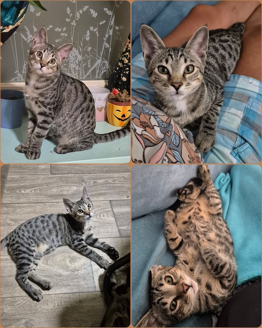 Wunderschöner verschmuster Bengal-Siam Mix