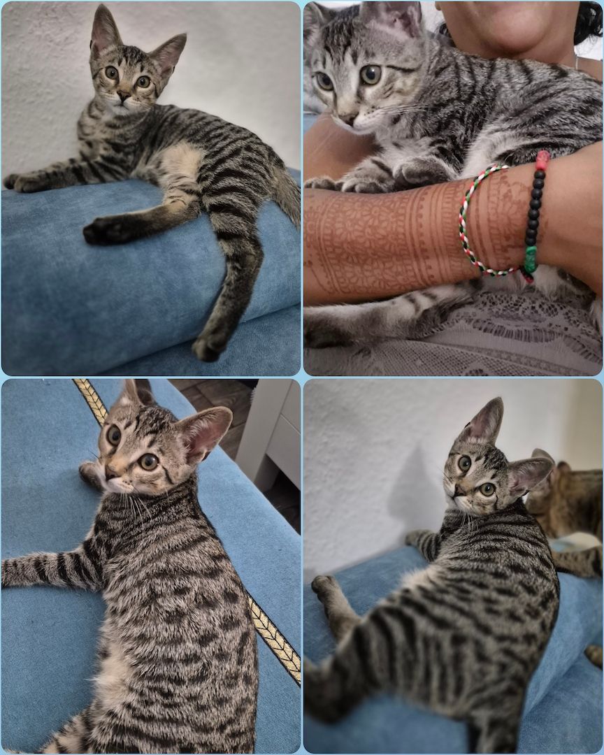 Wunderschöner verschmuster Bengal-Siam Mix