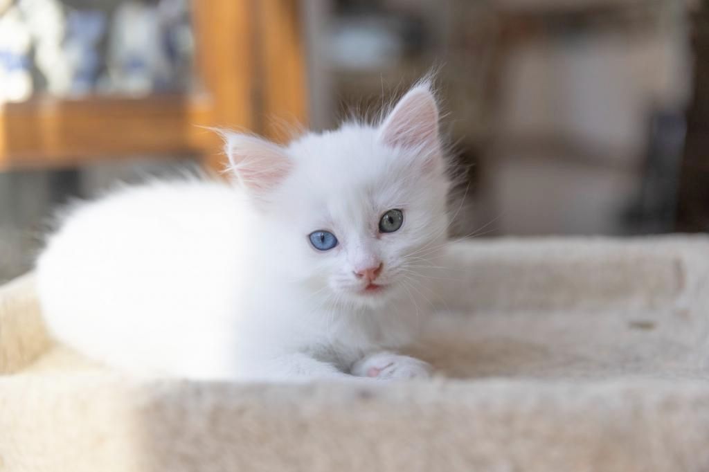Männliche und weibliche Turkish-Angora-Kätzchen