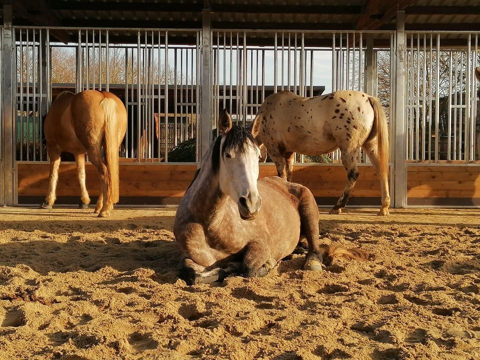 Heuraufe & Futterraufe für Pferde | Fressgitter für Offenstall & Paddock