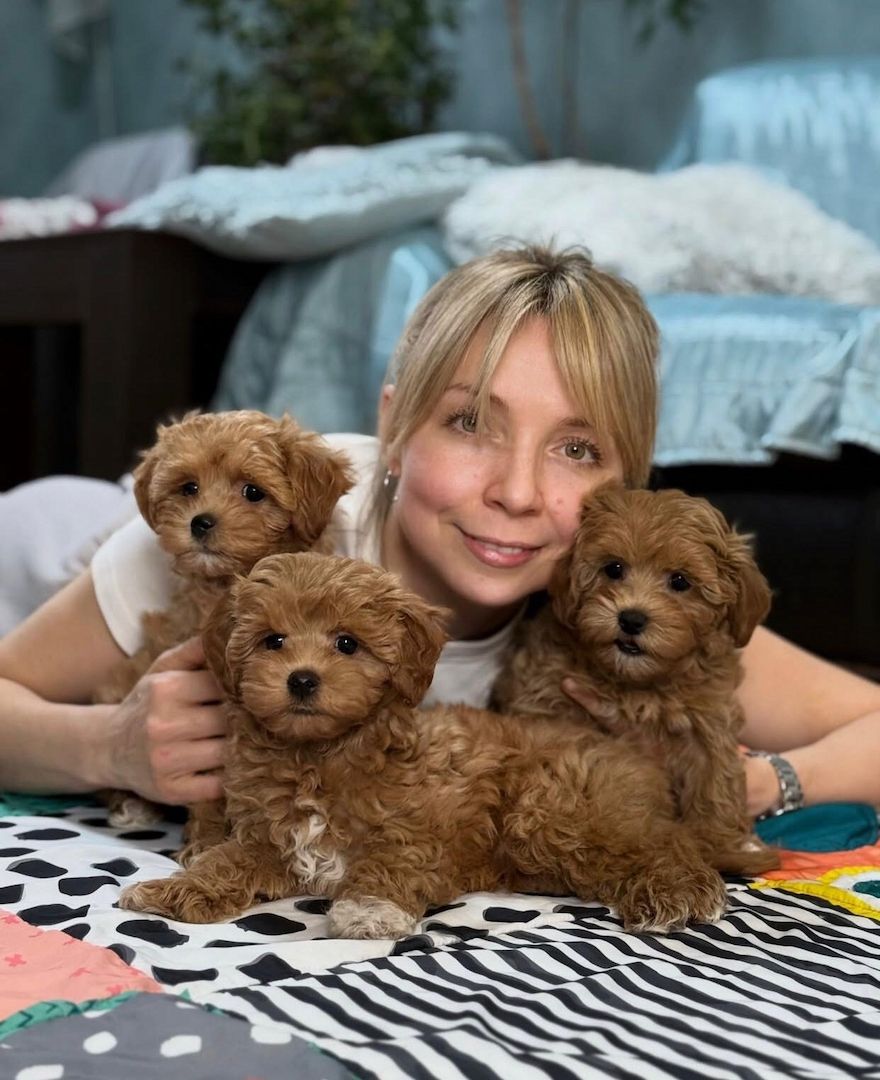 Niedliche Maltipoo-Welpen suchen ein neues Zuhause.