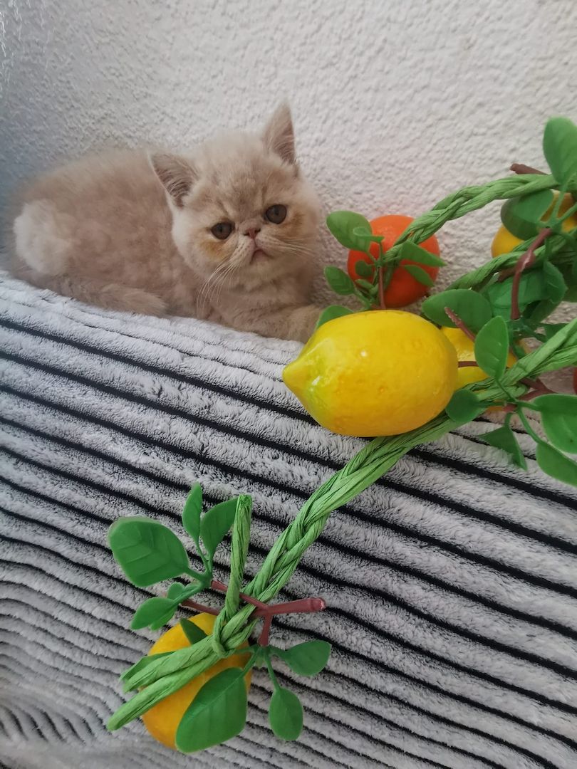 Exotic-Shorthair-Junge sucht liebevolles Zuhause 🐾
