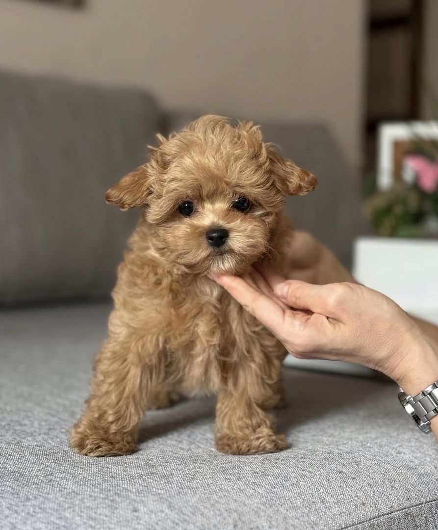 Zwei männliche Maltipoo-Welpen abzugeben.