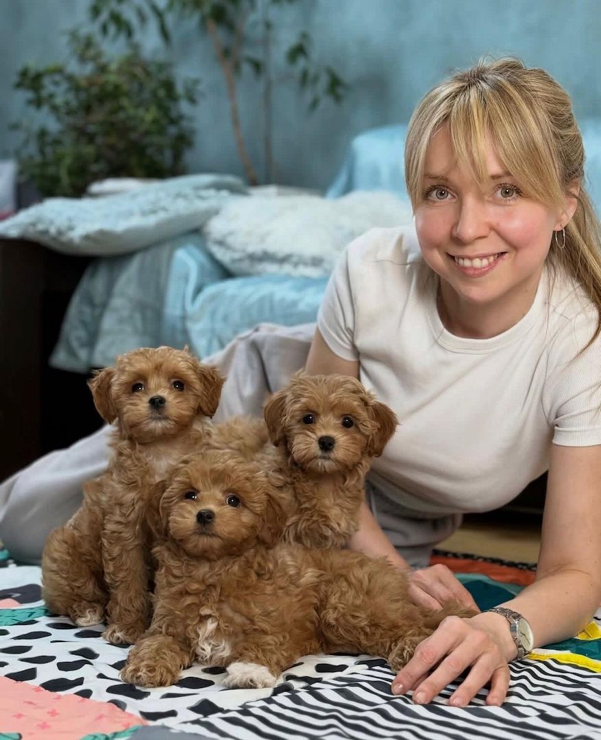 Registrierte Maltipoo-Welpen suchen ein neues Zuhause.