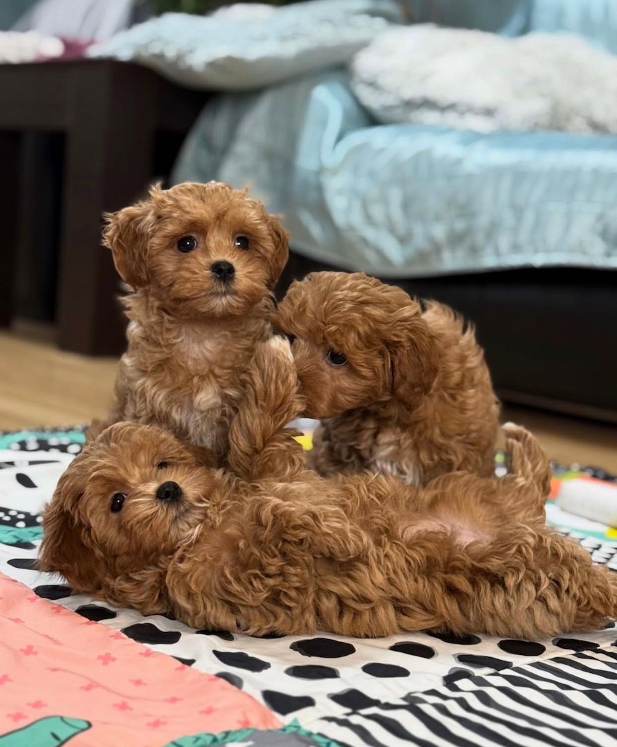 Registrierte Maltipoo-Welpen suchen ein neues Zuhause.