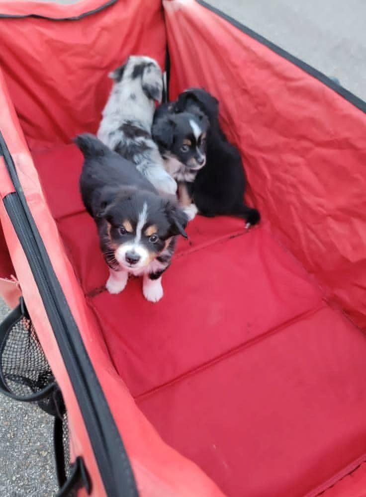 ‎Australische Schäferhundwelpen zu verkaufen