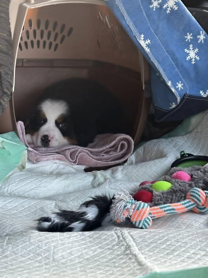 ‎Australische Schäferhundwelpen zu verkaufen