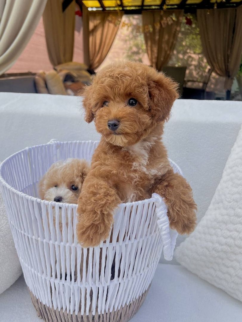‎Maltipoo-Welpen suchen ein liebevolles Zuhause 🐾