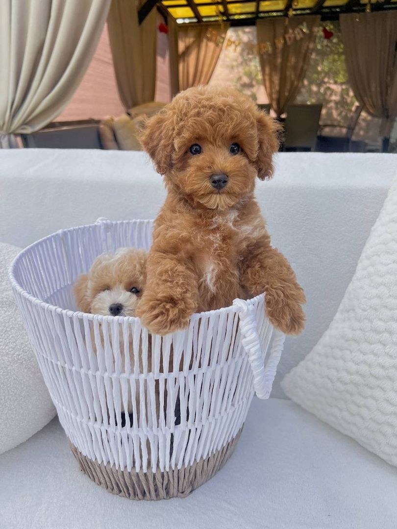 ‎Maltipoo-Welpen suchen ein liebevolles Zuhause 🐾
